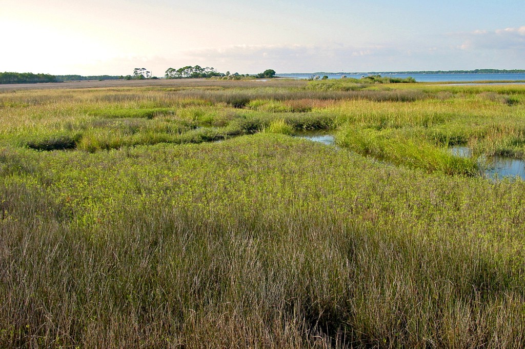 View of the Bald Point Island marsh.