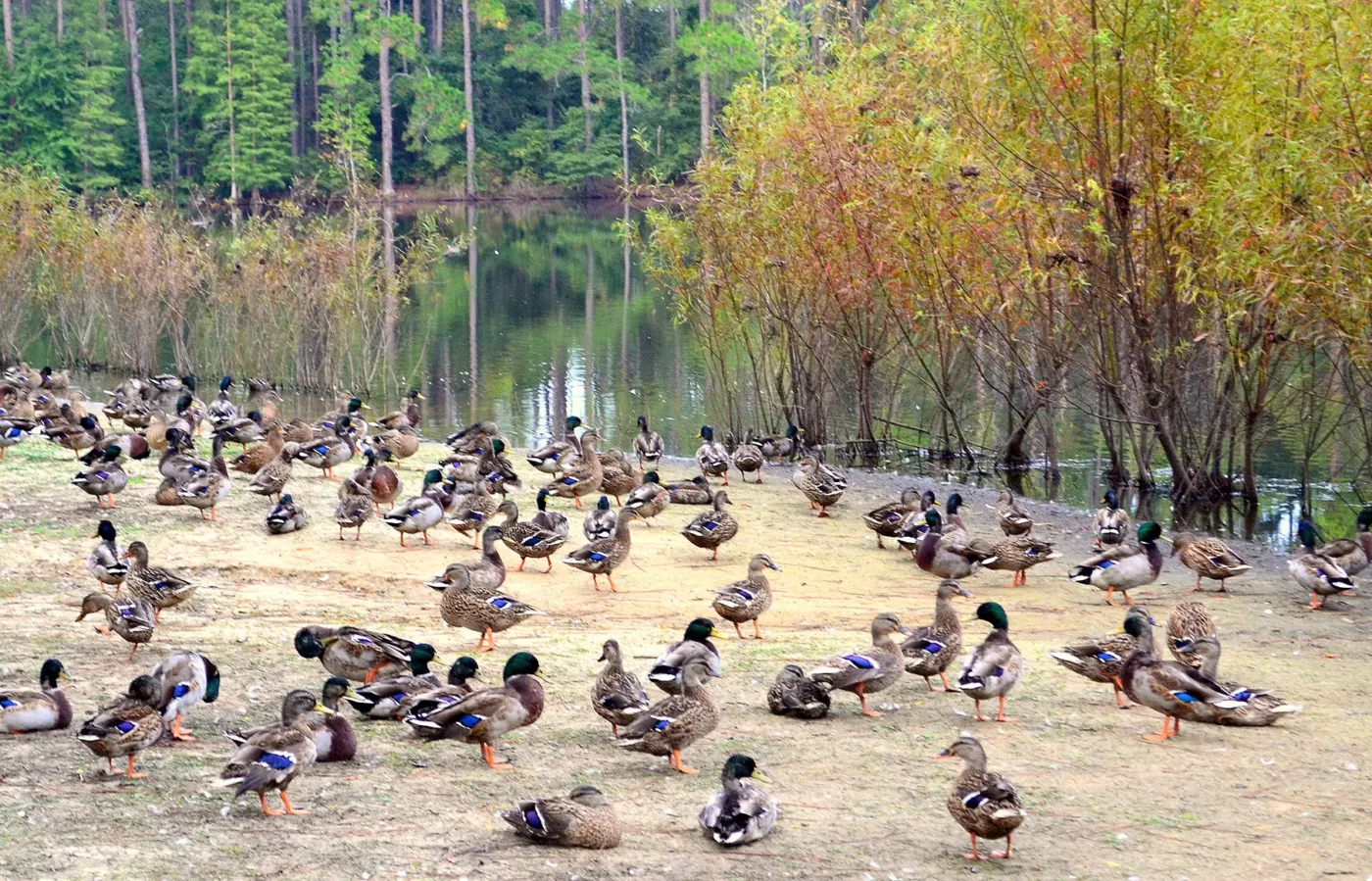 Image of ducks.