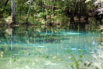 Image of the water and trees on Holmes Creek.