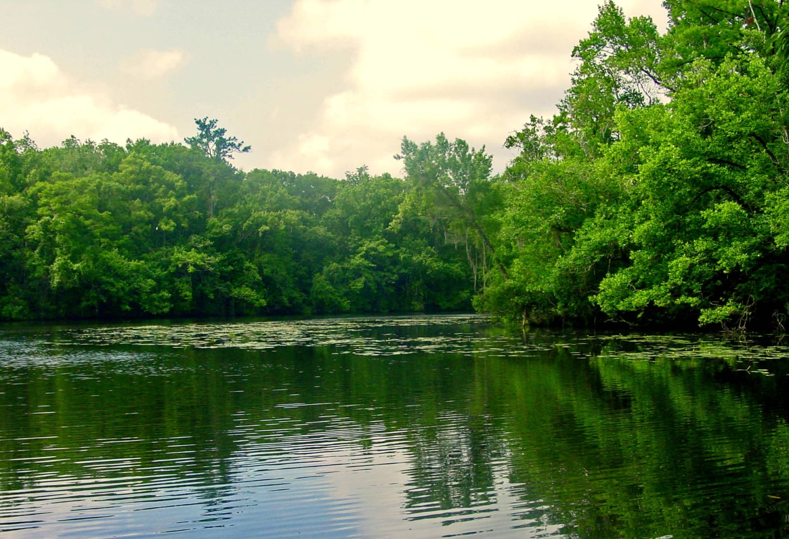 Rivers Explore Northwest Florida   Ochlocknee River 1536x1051 