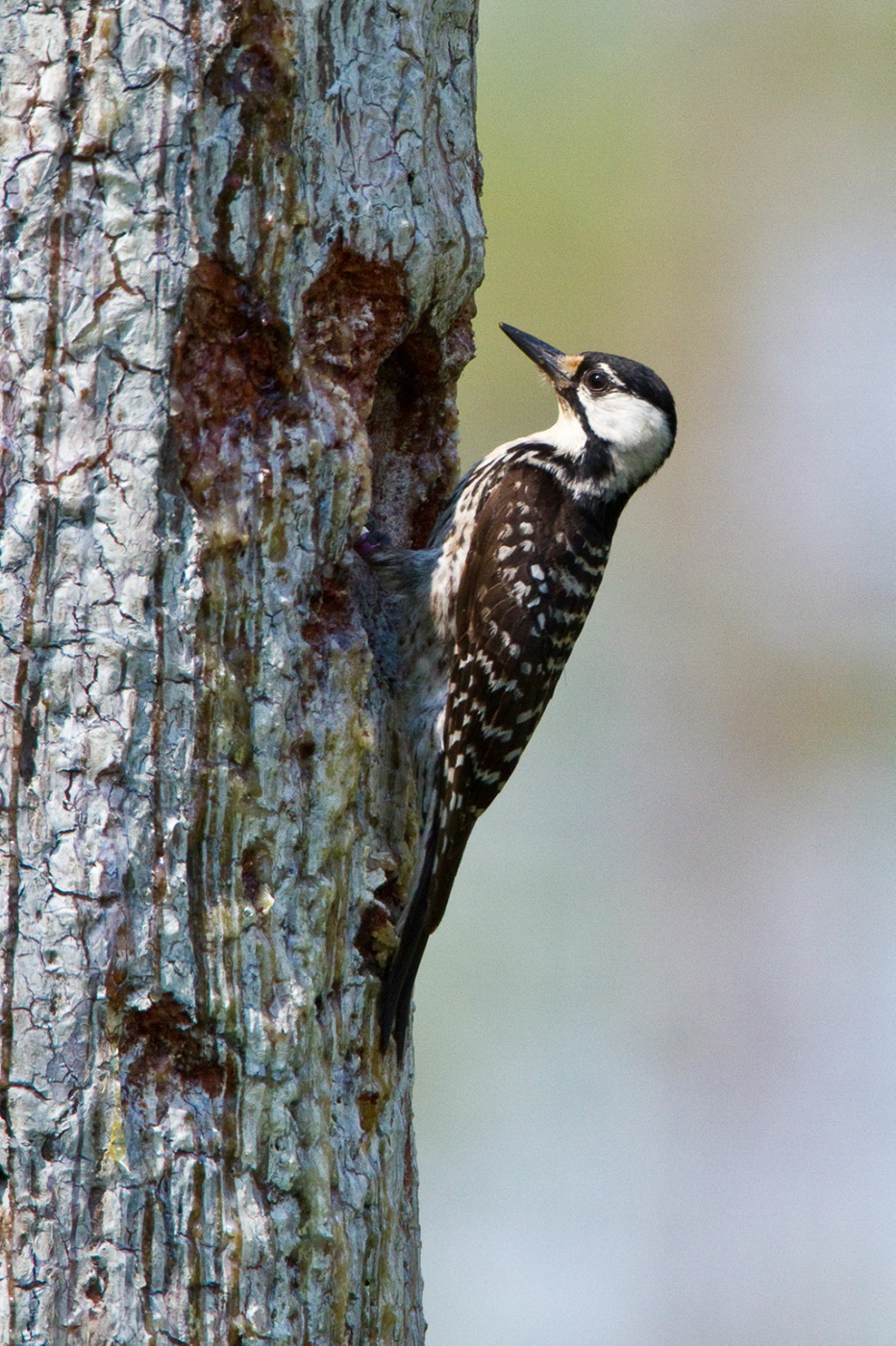Image of the Panhandle Front red cockaded woodpecker by David Moynahan.