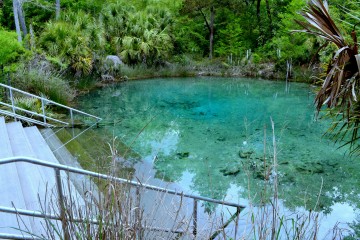 Image of the water at Pitt Springs.