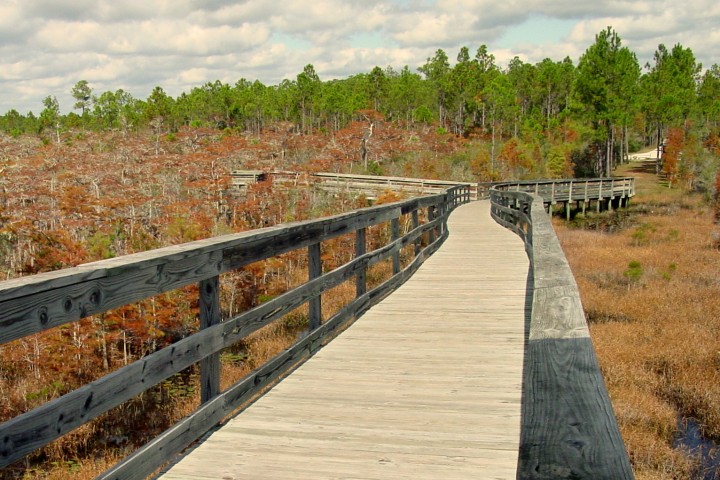 Image of the tail in Tate's Hell overlooking the stunted trees.