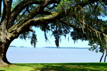 Image of the water as seen through trees at Sneads Park. off of River Road