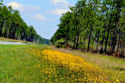 Image of the tree-lined landscape along State Road 65.