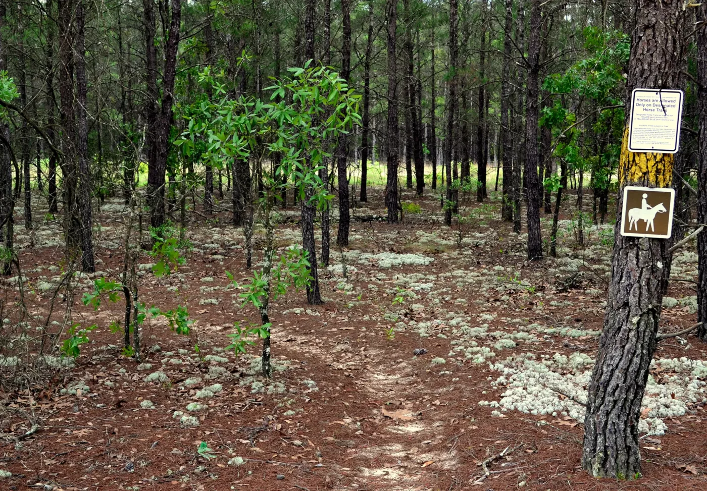 hiking trails through the trees.