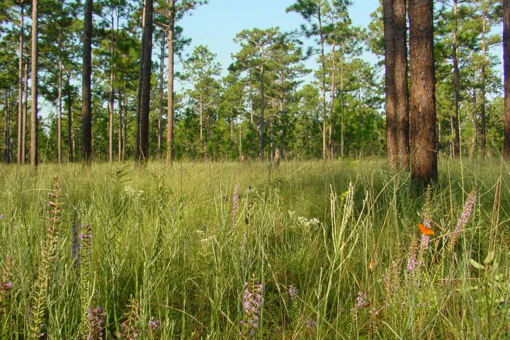 Image of the trees and grasslands at the Apalachicola National Forest.