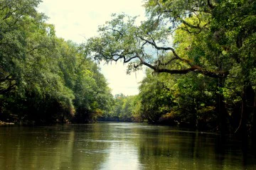 Image of the water and trees on the Chipola River.